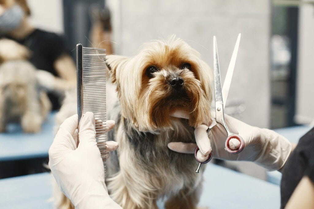 The Ultimate Grooming Experience for Your Furry Friend by PetSpa