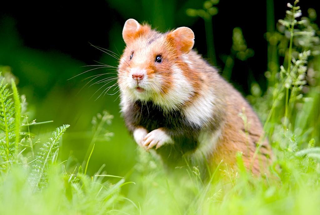 Why Are Hamsters Noisy? Understanding the Reasons by Your Pet Your
