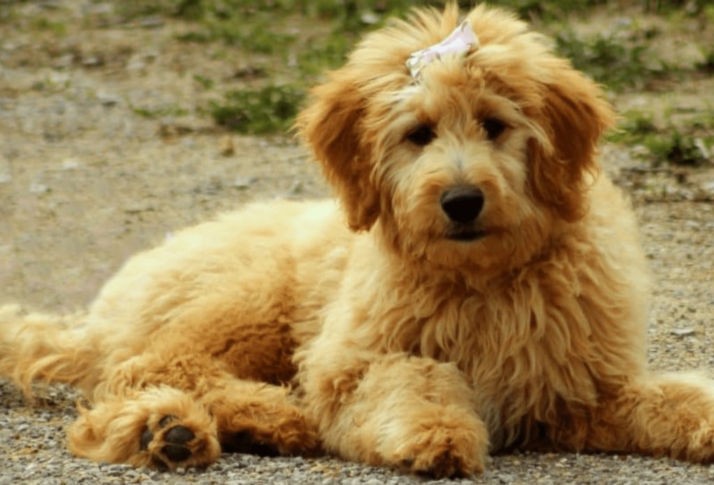 Best Dog Food for Goldendoodles — The Top 7 Brands