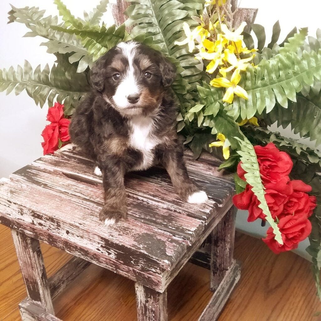 TriColor F1 Mini Bernedoodle Puppies Available For Sale Michiana