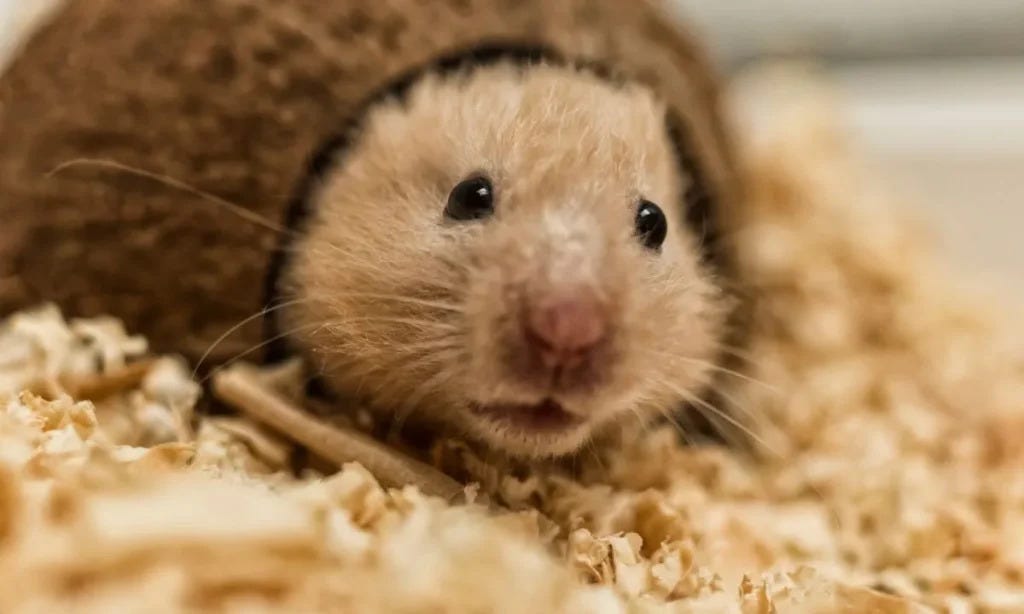 Maintaining the Ideal Temperature for Your Hamster’s Health Tuntunu