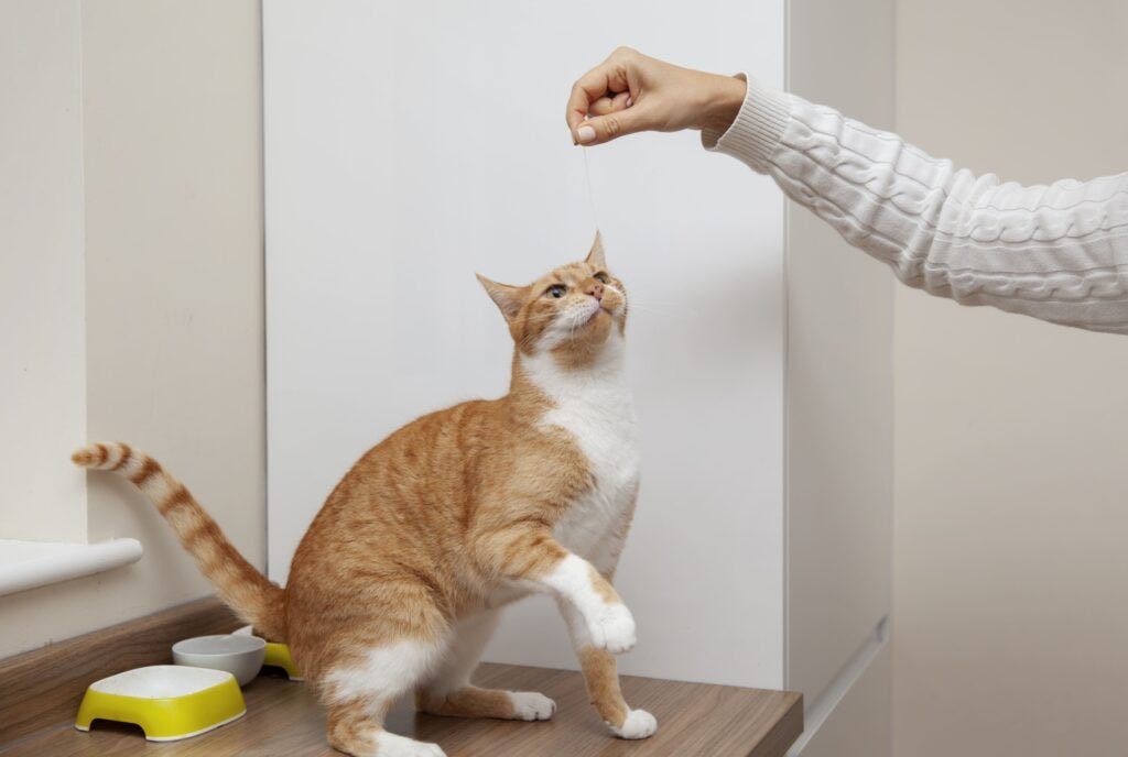 What Is the Cost of Declawing Cat? by M Saad May, 2024 Medium
