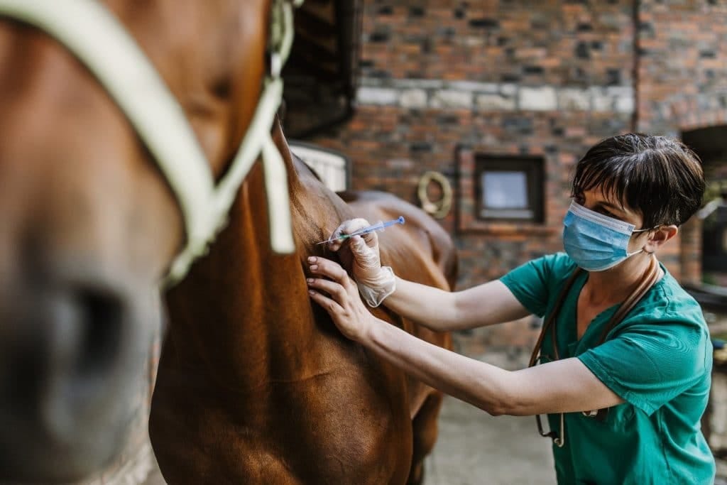 Tecnovax, bajo cuestionamiento por el precio de la vacuna contra la encefalomielitis equina