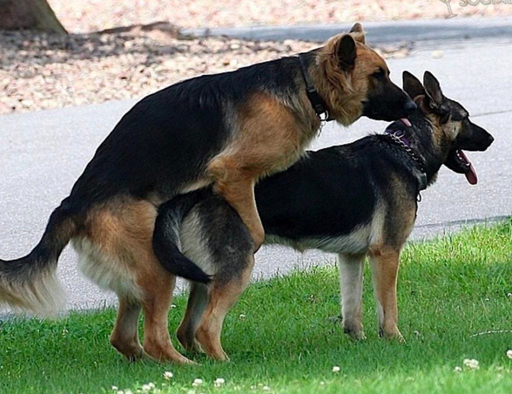 Спаривание 18. Собаки спариваются. Собаки спариваются друг с другом. Собачья гомосексуализм. Гомосексуальные собаки.