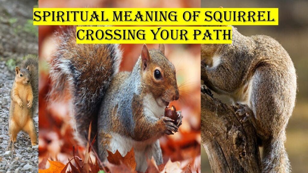Spiritual Meaning of squirrel crossing your path Sonijyaduvanshi Medium