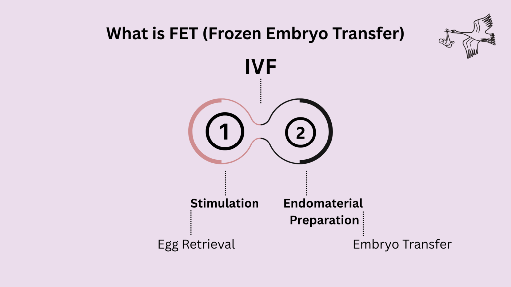 What is FET (Frozen Embryo Transfer)? Success Rate & Process