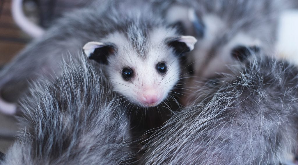 Benefits of Hiring Possum Control Services in Melbourne by Mike Smith