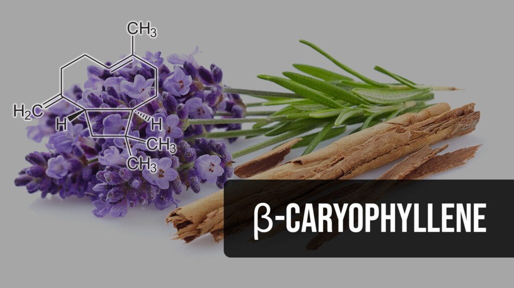 The Growing Interest in BCP Inflammation Benefits and Recovery Support