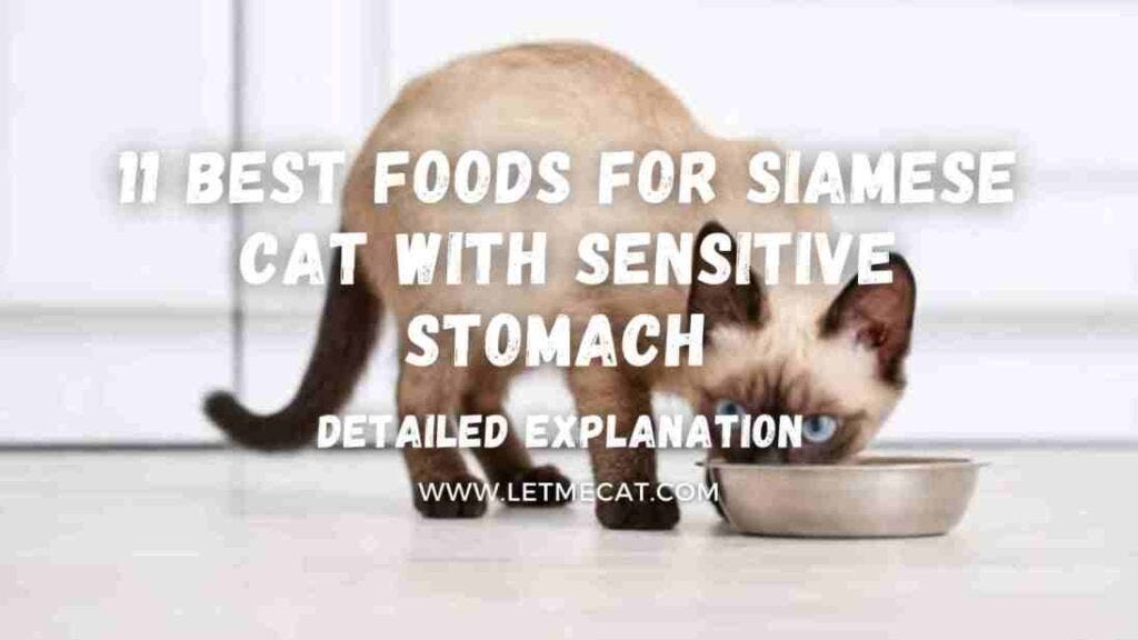 11 Best Food For Siamese Cat With Sensitive Stomach by Zeeshan Waziri