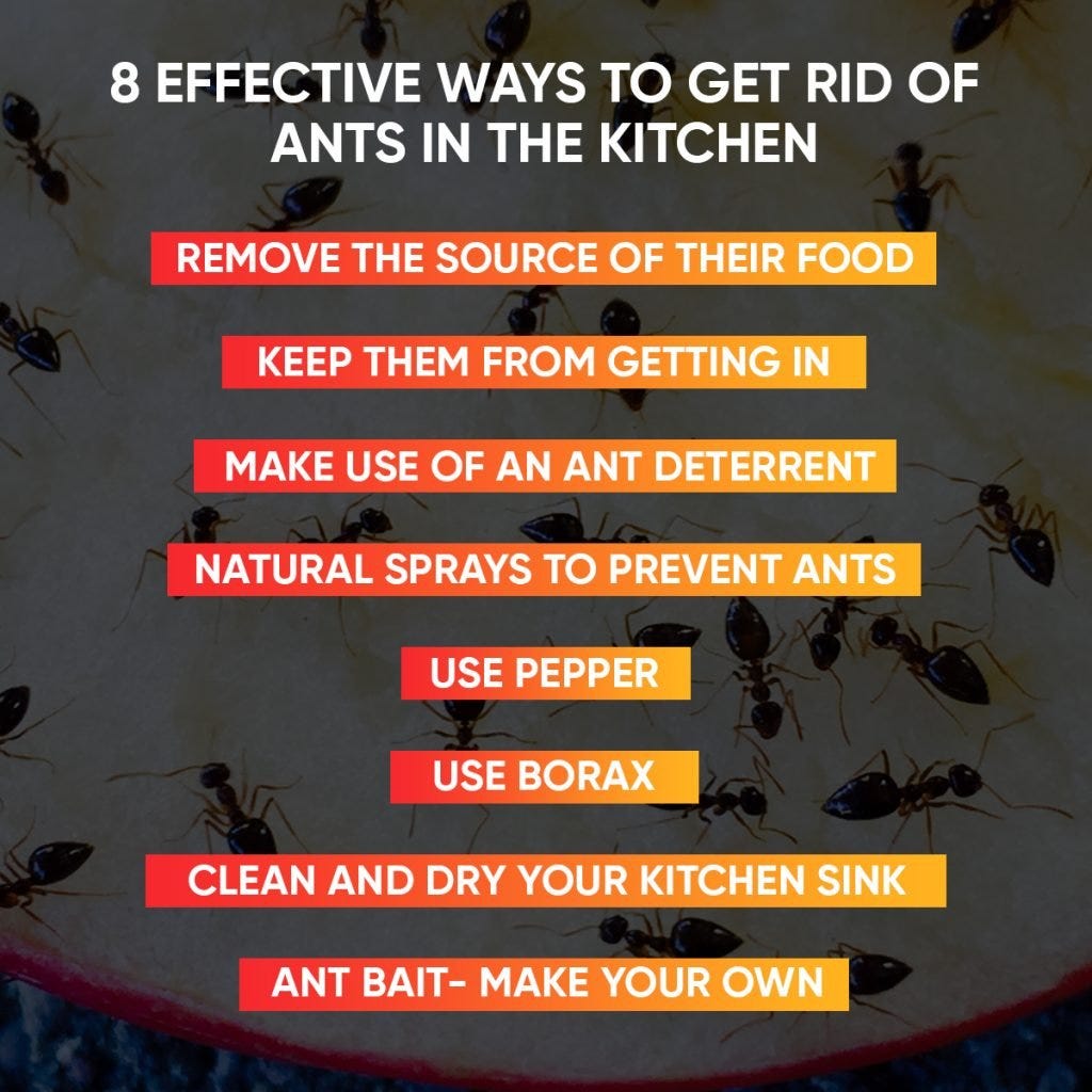 Dont Let Ants Ruin Your Bbq How To Get Rid Of Ants Naturally Outside Easy Effective - 9g0h1i7