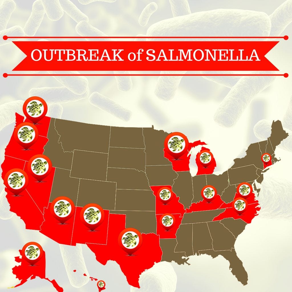 Salmonella Break out How Can You be Impacted? by Canvas Development