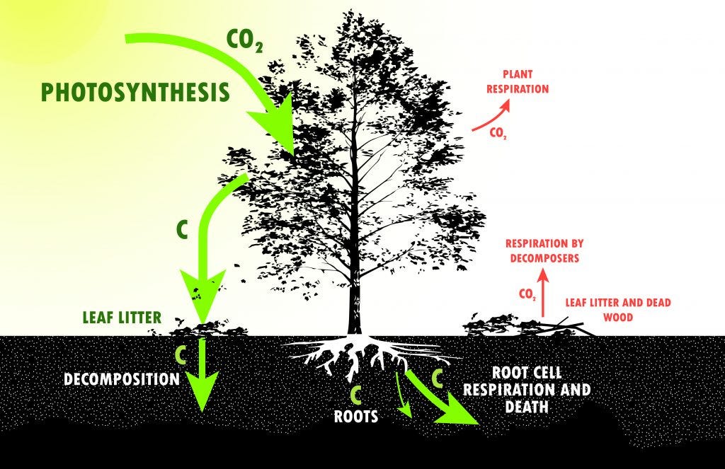 Forest Carbon Series #1: Mengenal Biomassa dan Karbon Hutan