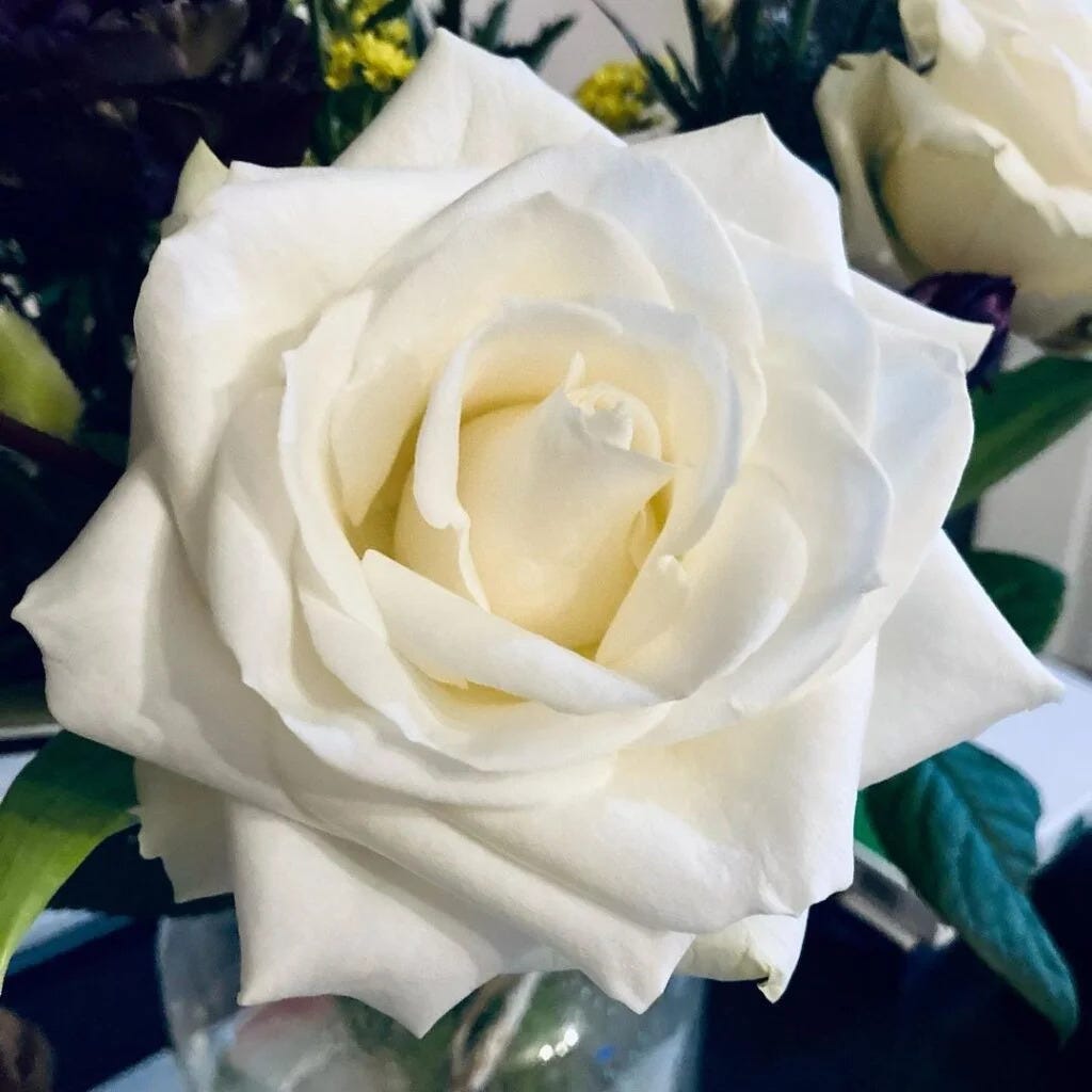 The Symbolism of White Roses: A Deep Dive into Their Meaning and ...
