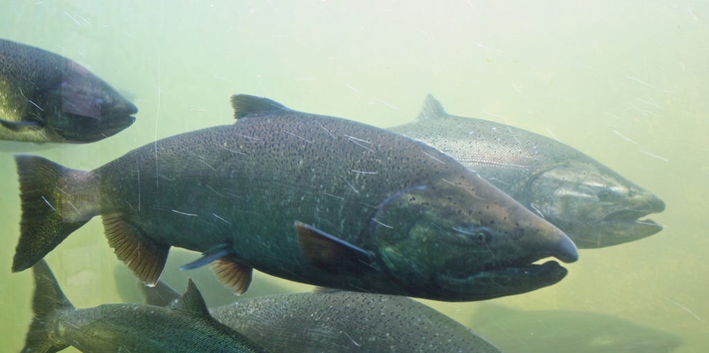 Snohomish Basin salmon, steelhead fisheries limited to protect wild Chinook, by The Washington Department of Fish and Wildlife