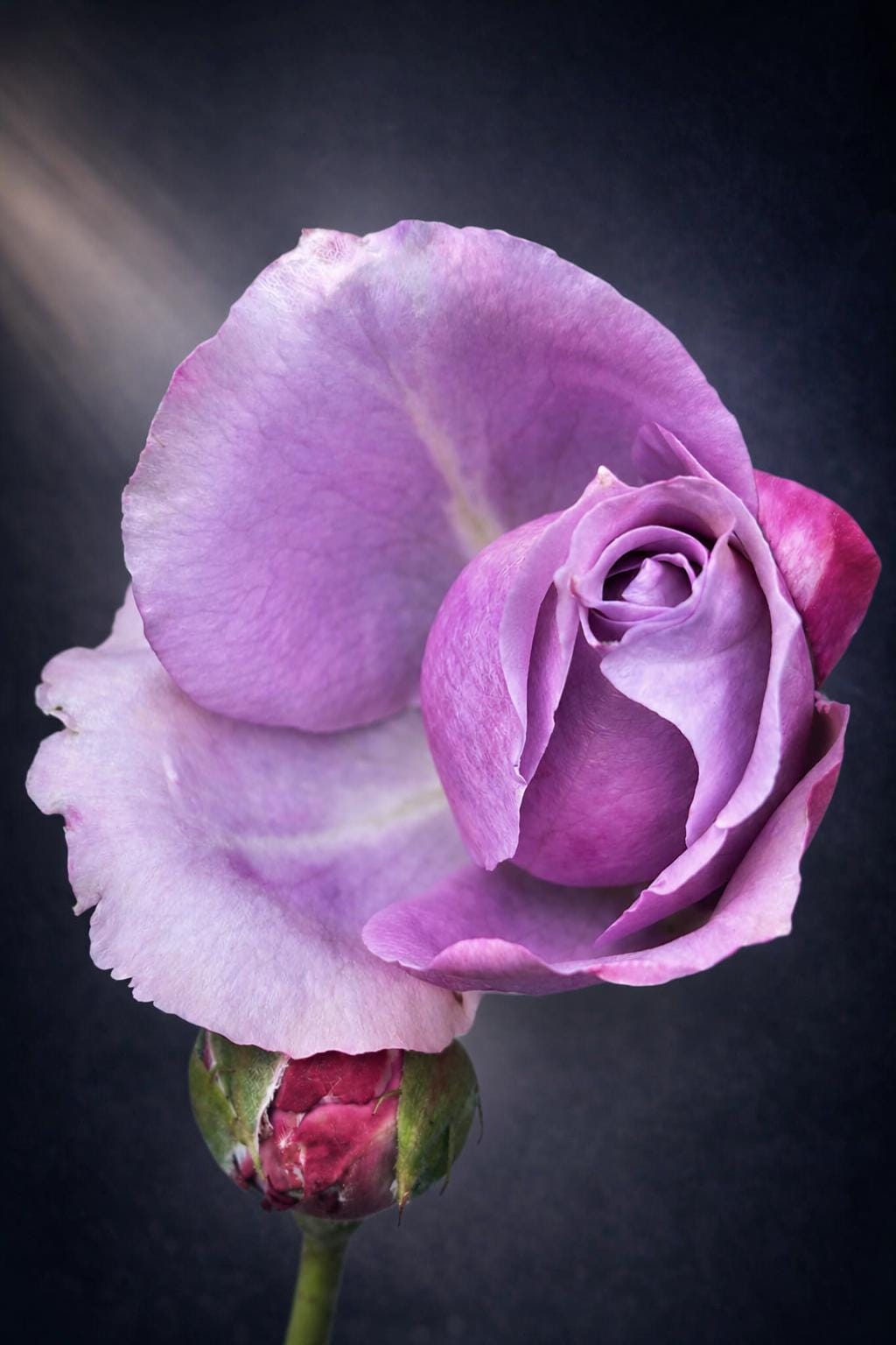 Five Roses, Five Emotions — What Each Color Taught Me About Photography and Life