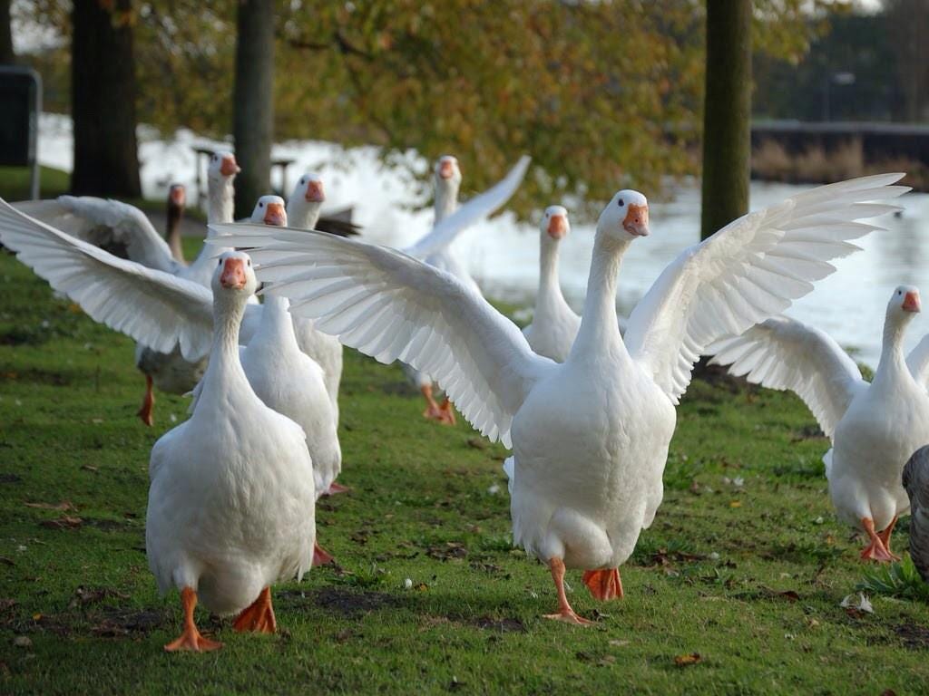 O que é foie gras? Como é feito e porque é tão polêmico