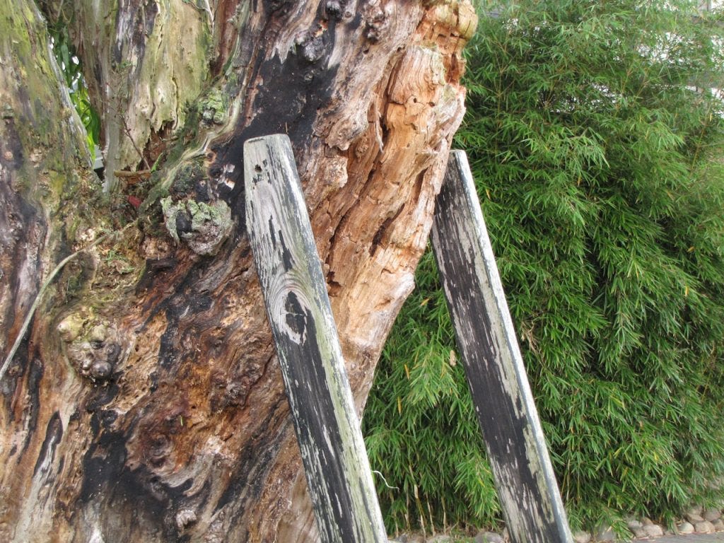 Hazardous Tree Signs: A Practical Site Checklist and Escalation Plan