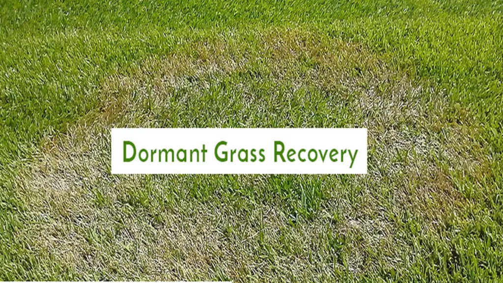 How to Bring Your Dormant Grass Back to Life by Hampton Bay Fan Parts