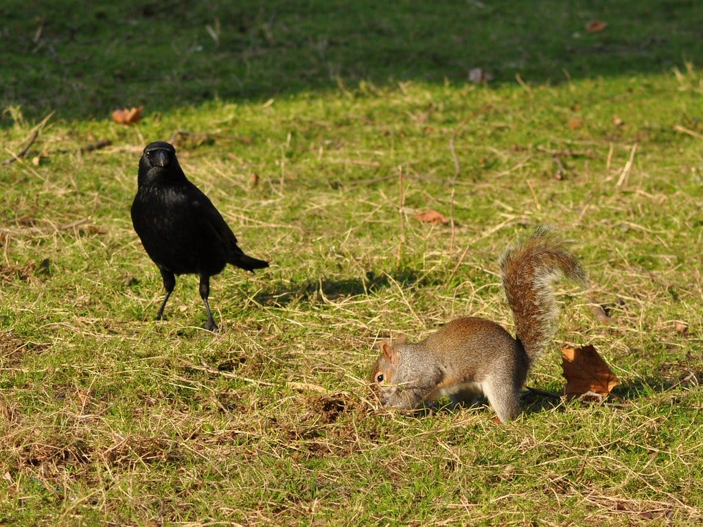 Squirrel and Crow. This spring is one for the ages. There… | by Eileen  Cowen | Medium