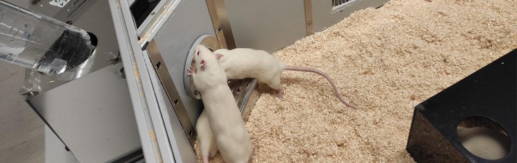 Autism spectrum disorder and social hierarchy in rats | by Research ...