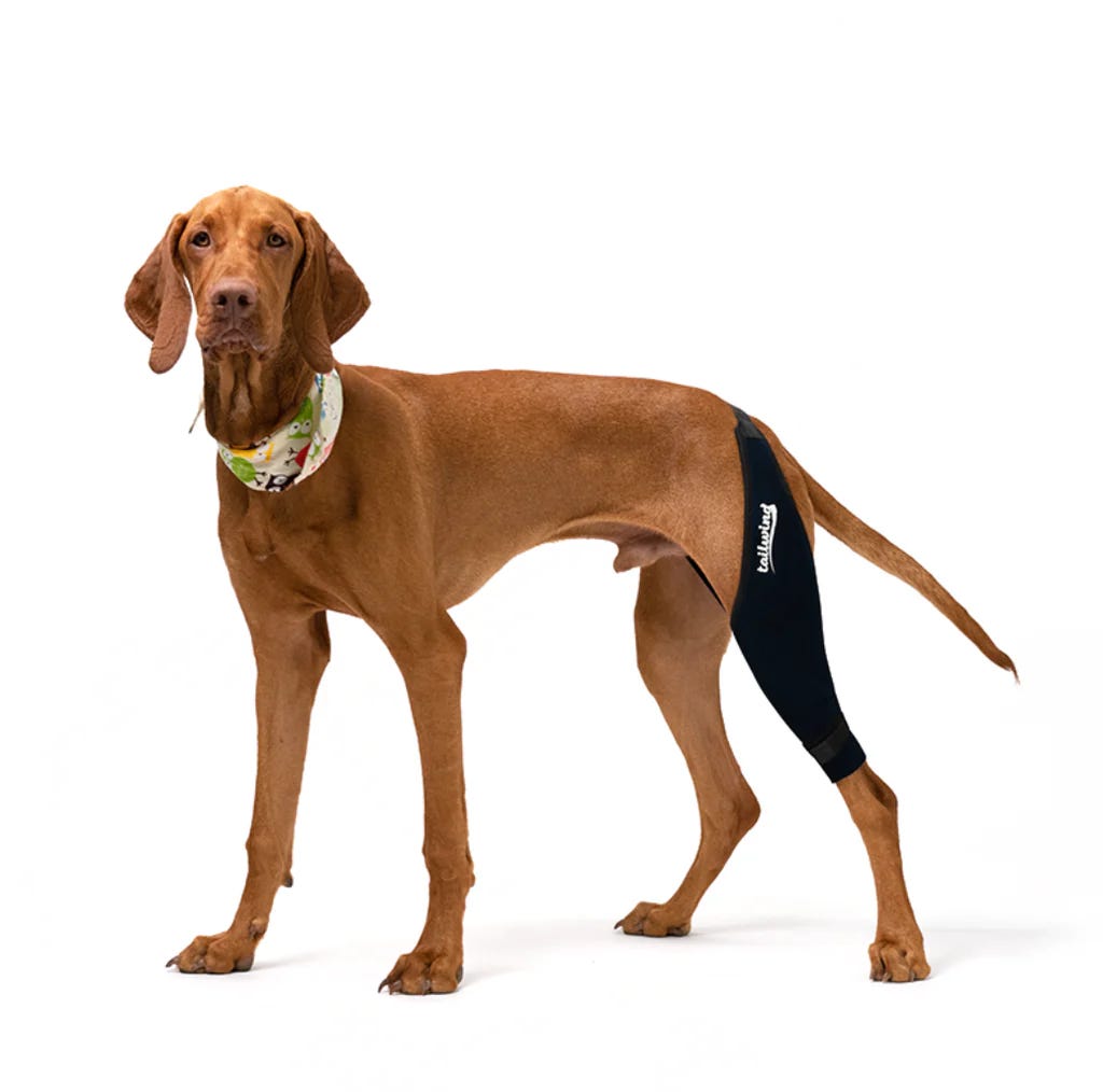 A Guide to Finding the Perfect Fit Dog Knee Brace, by Tailwindpets