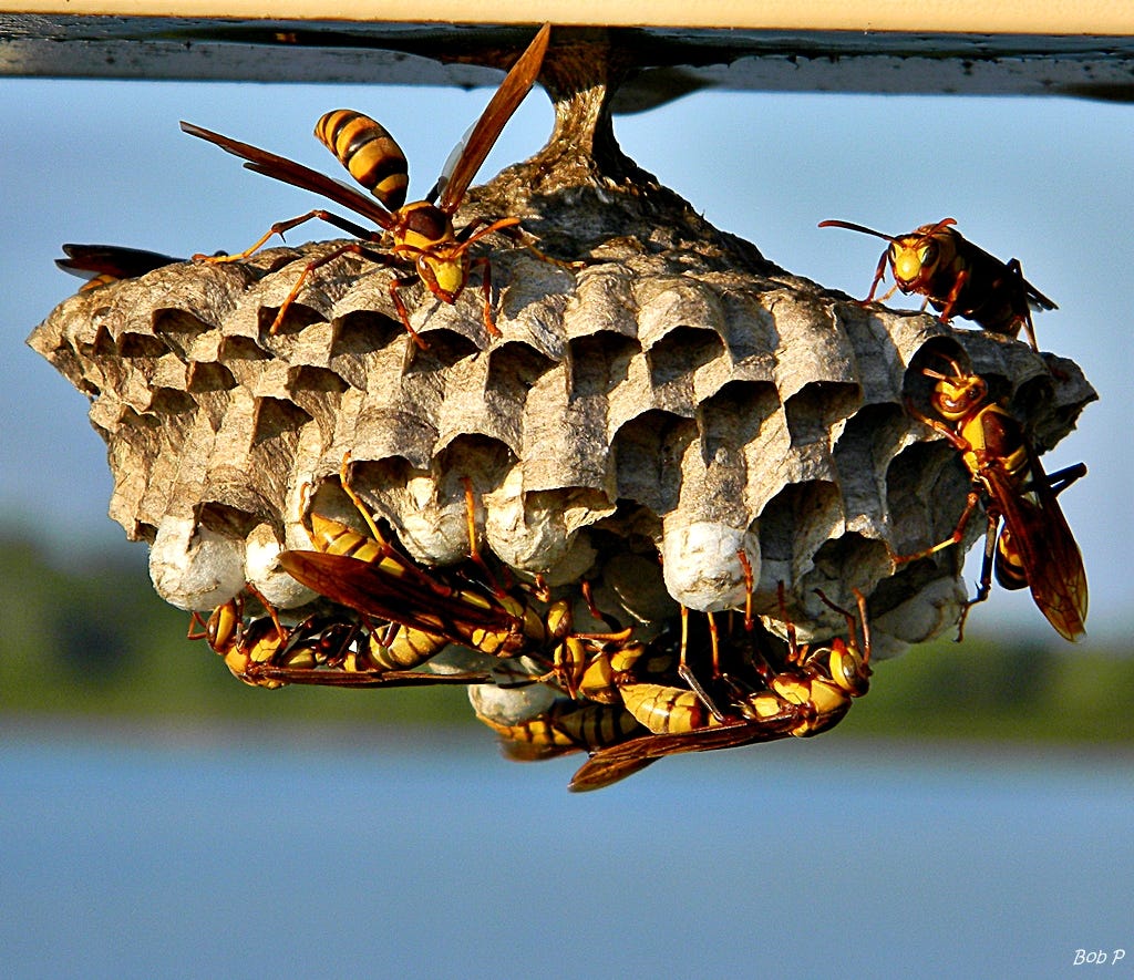 Safe and Effective Wasp Nest Removal in Burnaby: What You Need to Know