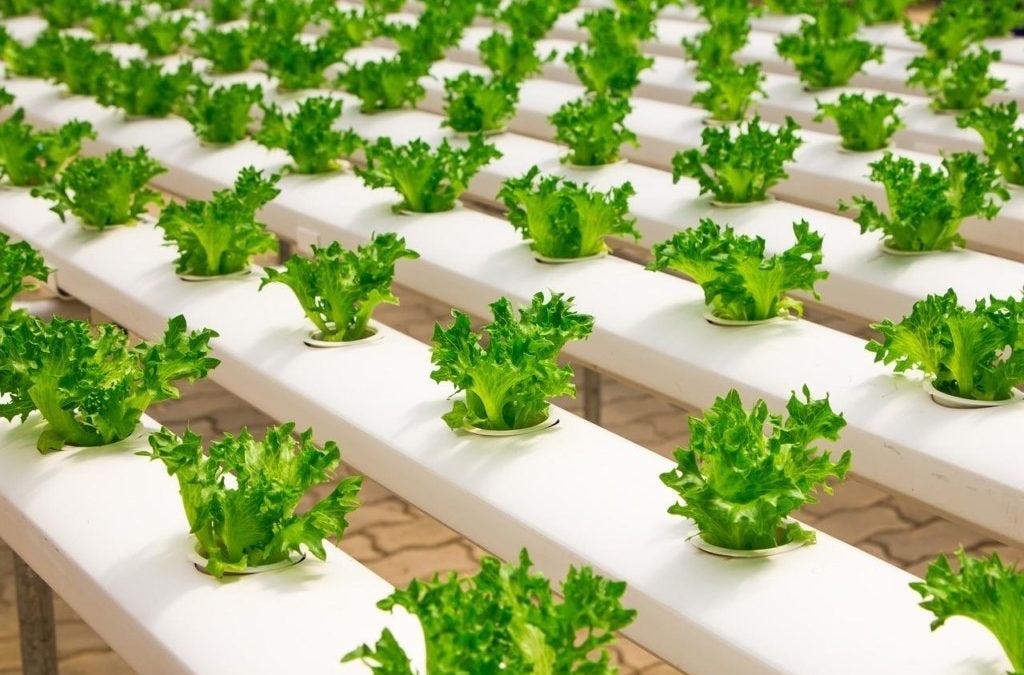 Hydroponics Farming: All about it