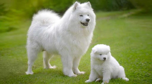 Samoyed Köpek Irkı ve Özellikleri | by Semra Şenol | Medium