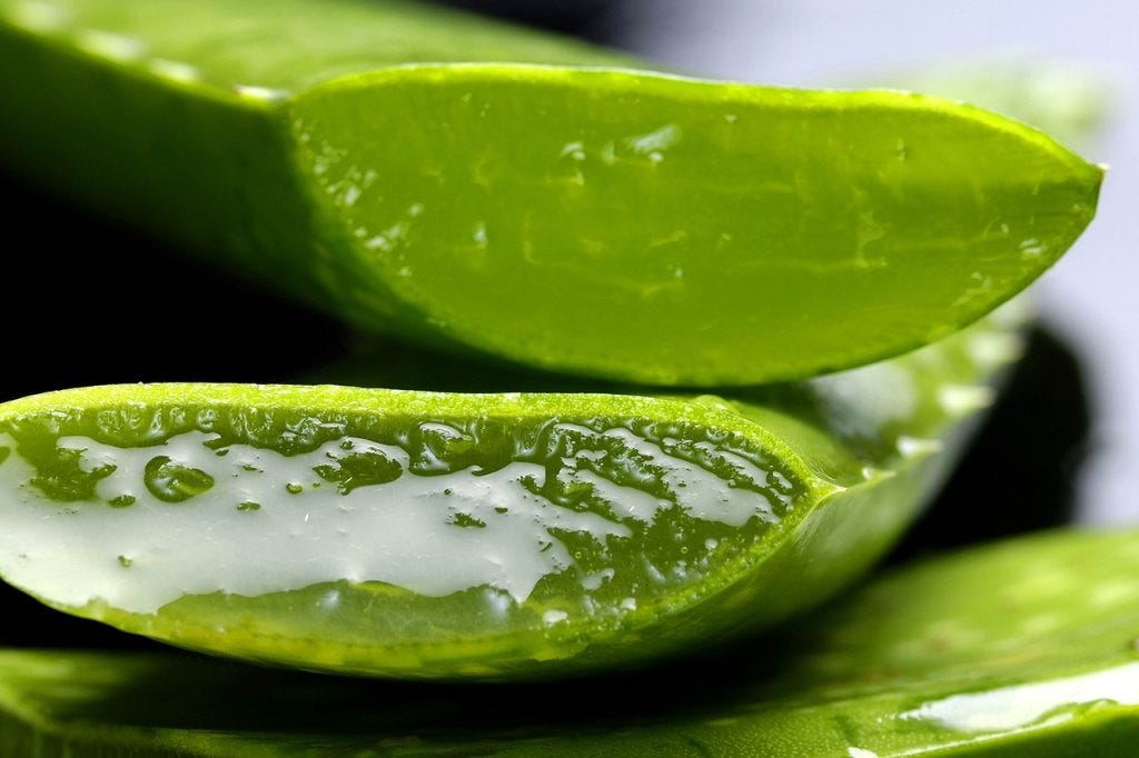 Beyond the Skin: How a Hidden Aloe Vera Compound Targets Alzheimer’s (2026)