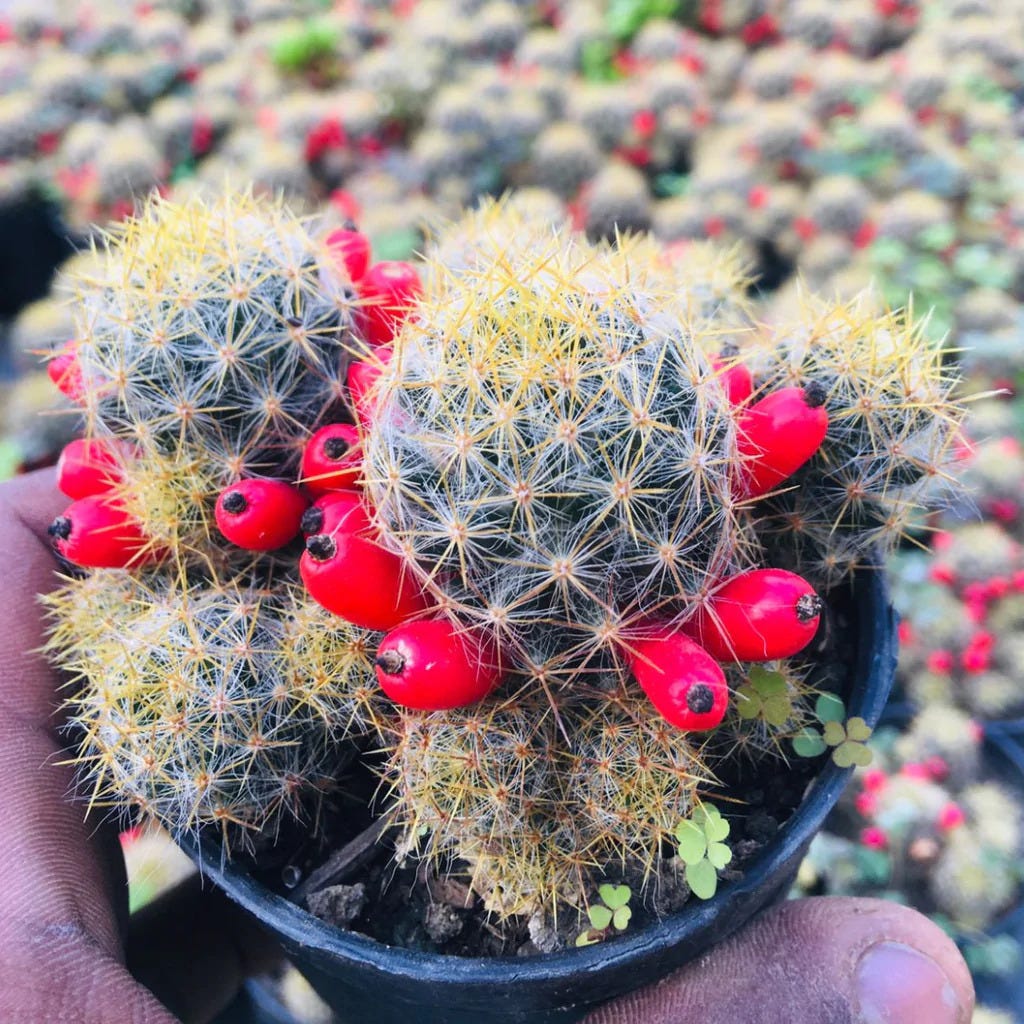 13 Tyes of Cactus You Can Grow at Home Cactus Plant Online Plant