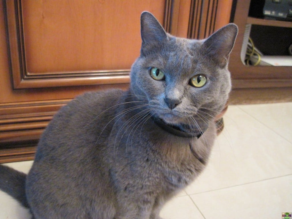 how-to-introduce-a-new-cat-to-your-home-by-theloveablecat-medium