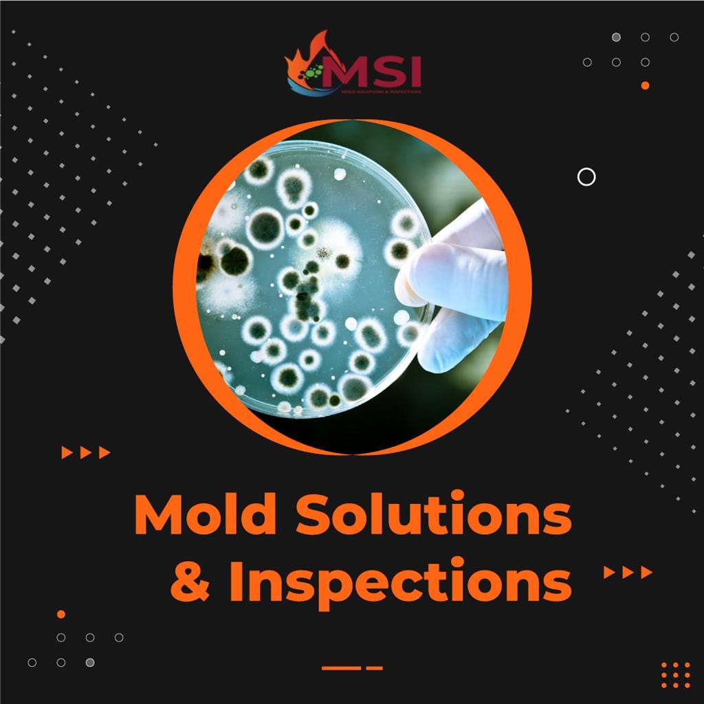 Mold Inspection Services Mold Solutions &