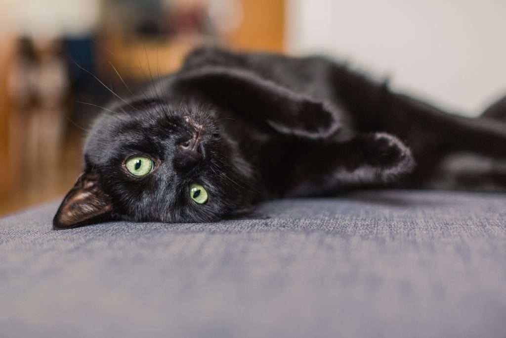 Fakten und Fabeln über Katzen: Was ist Wahrheit und was ist Mythos?