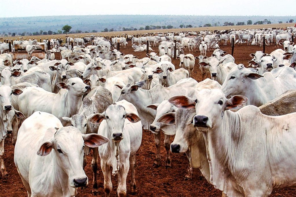 The Power of the Cattle Industry in Brazil by Alice Lunardelli Medium