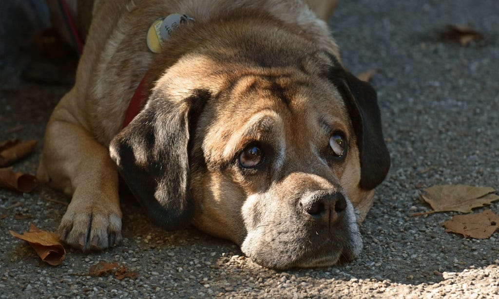10 Reasons Why You Have a Whining Dog by John Coutts Medium