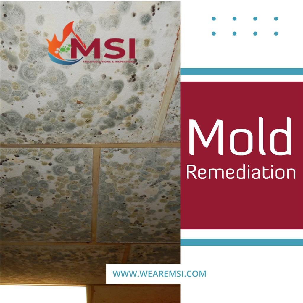 Mold Remediation Services Mold Solutions & Inspections Medium