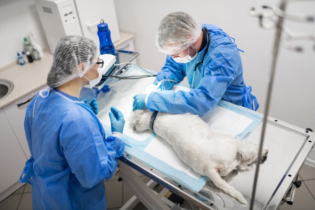 List Of Surgical Procedures: Most Common Surgeries In Veterinary Medicine