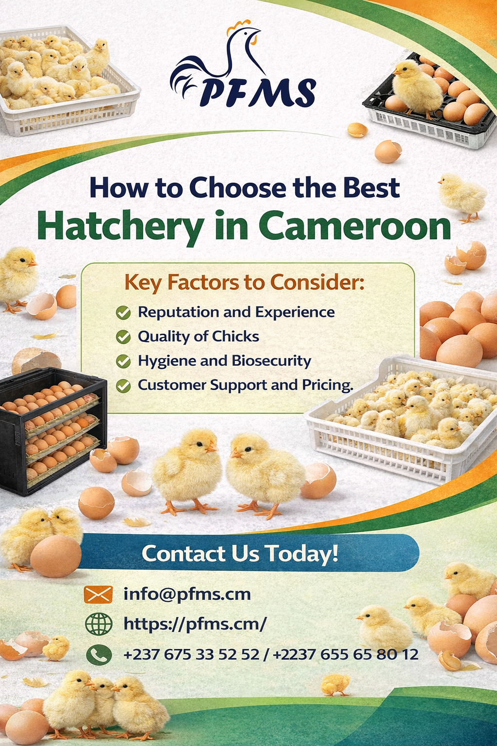 Day-Old Chicks in Cameroon