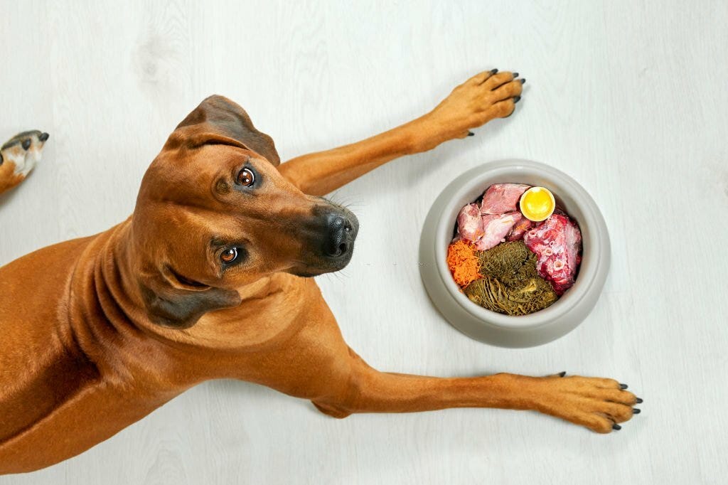 What are some popular dog food blogs? by Dog Food House Medium