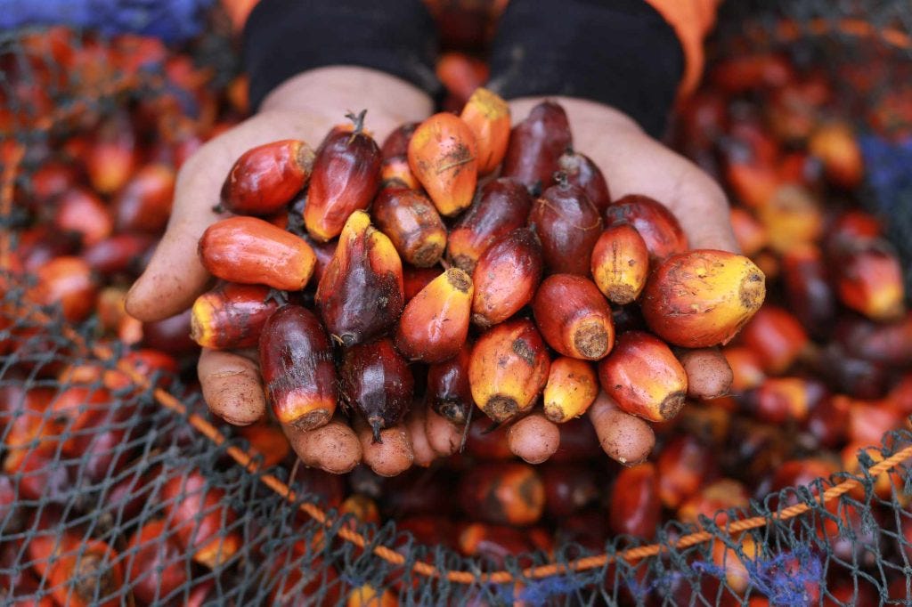 Palm to Power: Pemanfaatan Limbah Kelapa Sawit sebagai Alternatif Energi Berkelanjutan