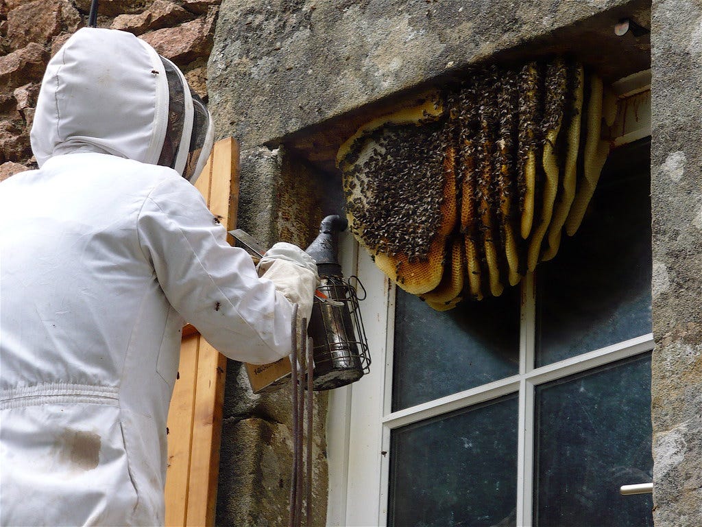 Safe and EcoFriendly Wasp Removal Techniques for Your Home in Melbourne Infinity Pest