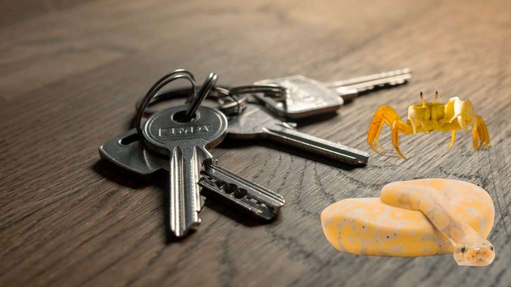 Python to Rust: Discover Why Enums Are a Must-Use Feature | by Dennis ...