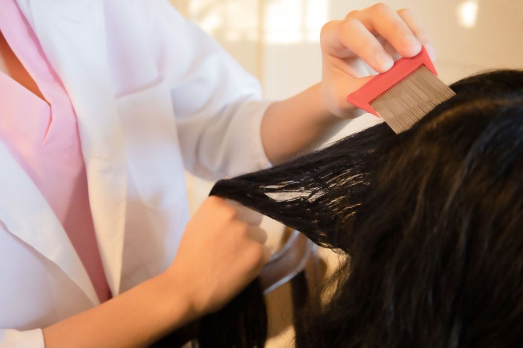 Head Lice Treatment Guidelines Stop Lice Spreading Process David