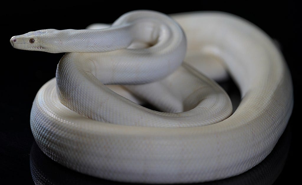 Practical Problem Solving with Python — 1. Introduction | by Robert ...