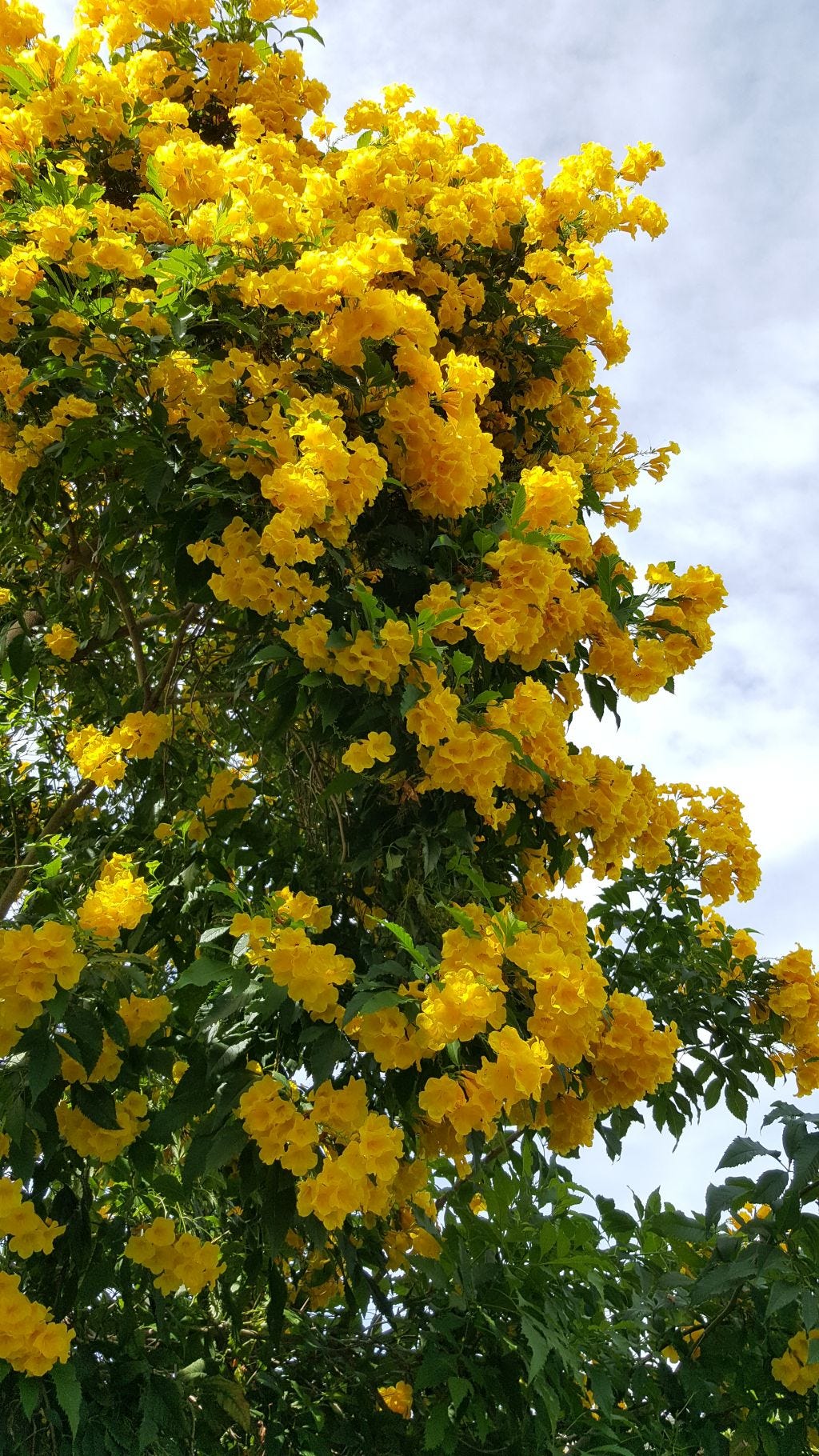 Yellow elder deals