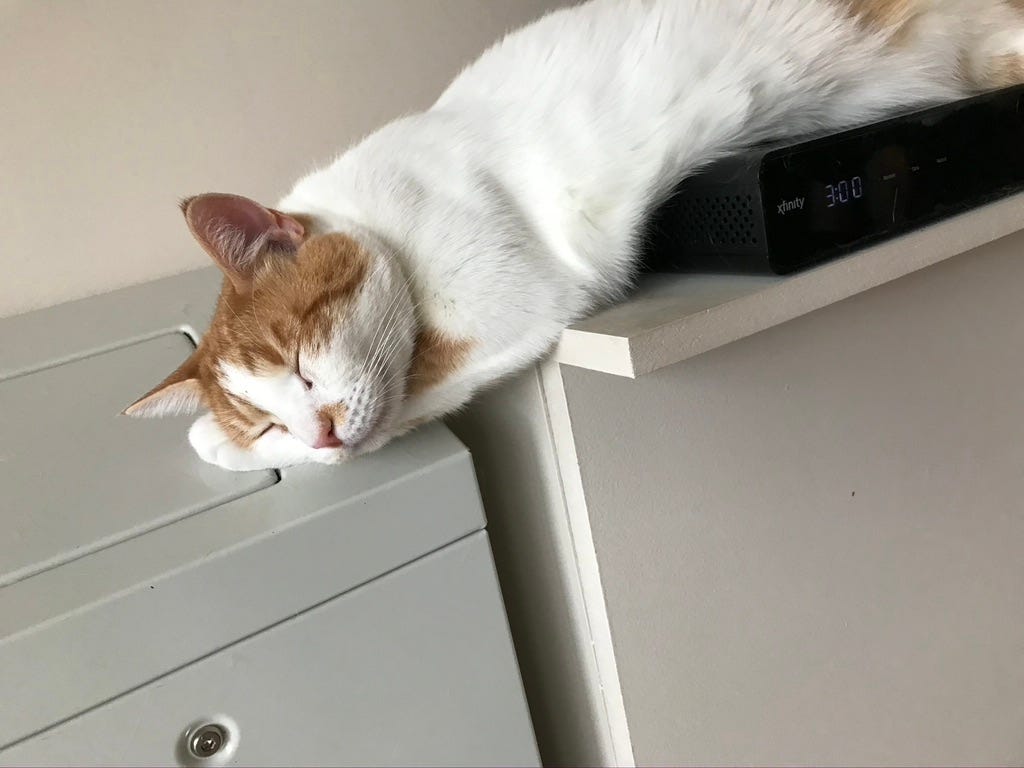 Attachment Styles for Cats. Recently, with the world more