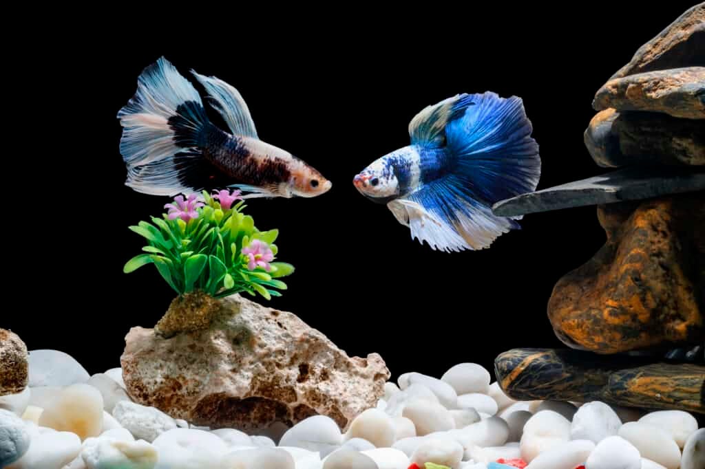 Should I use a filtered or unfiltered tank for my Betta? by Pet Care