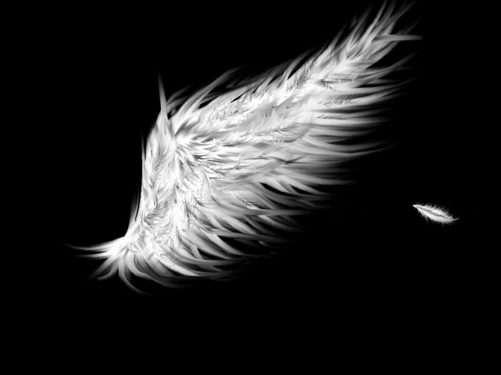 Крылья на черном фоне. Крылья перья. Крылья ангела. Черные Крылья. Ангельские Крылья перья.