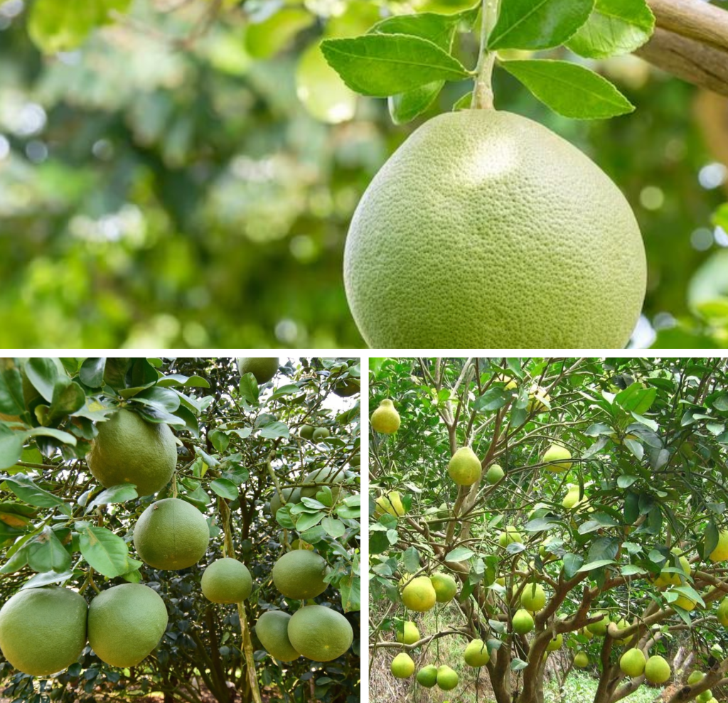 Citrus maxima — Pomelo tree. Citrus maxima, commonly known as… | by Hans  Bosshard | Medium