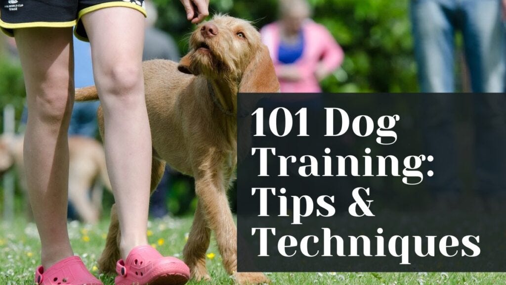 Clicker Training 101: How it Really Works
